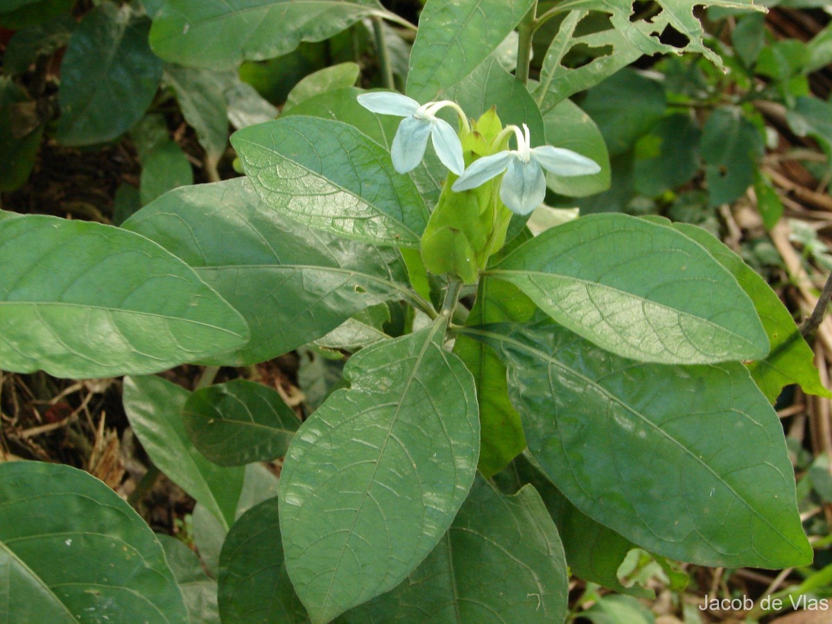 Ecbolium ligustrinum (Vahl) Vollesen